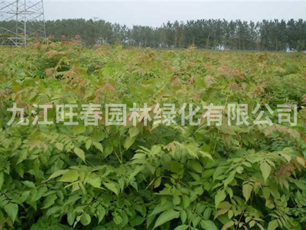 欒樹